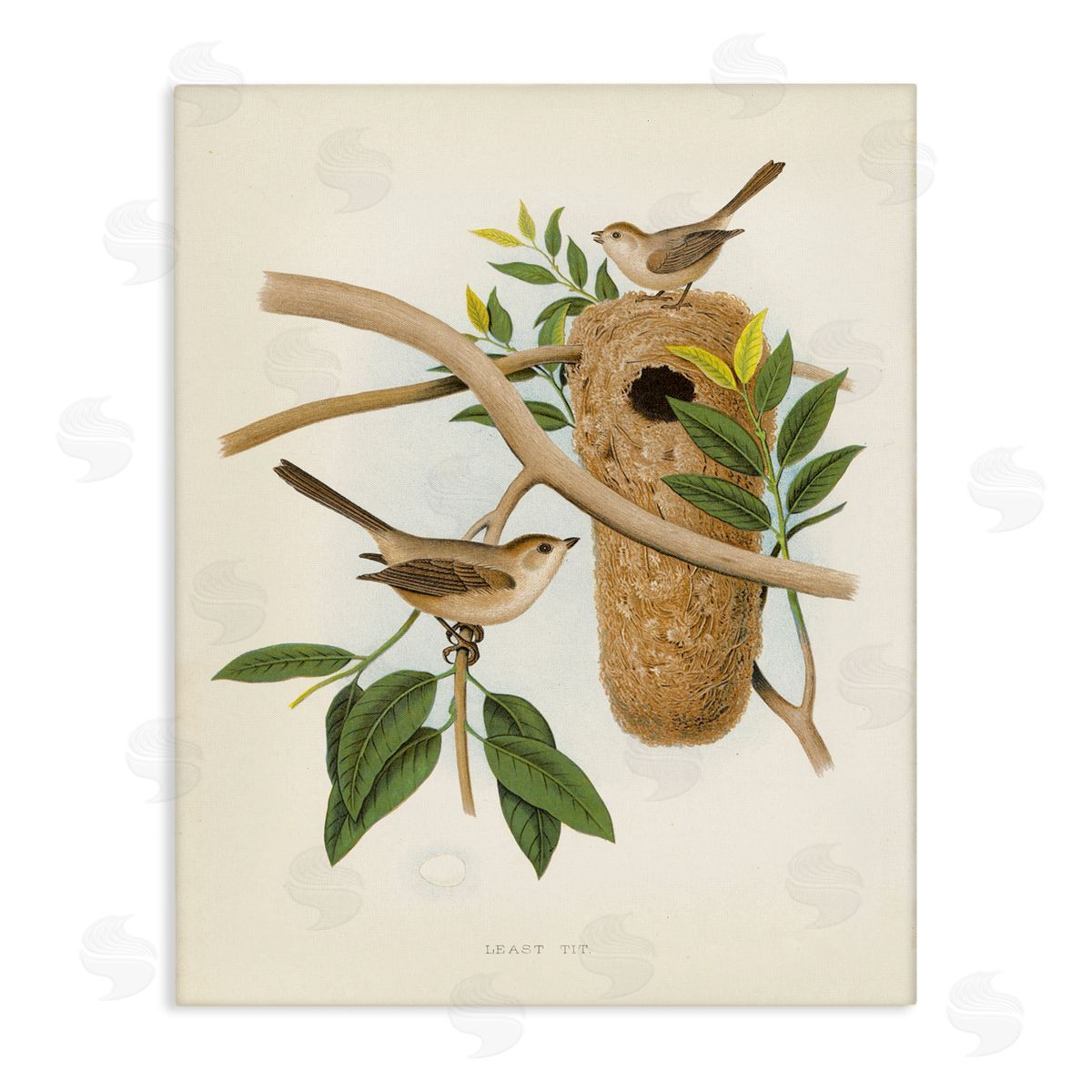Vintage Bird House Study Canvas Wall Art, Home Decor by Tina Higgins Designs, Inc.