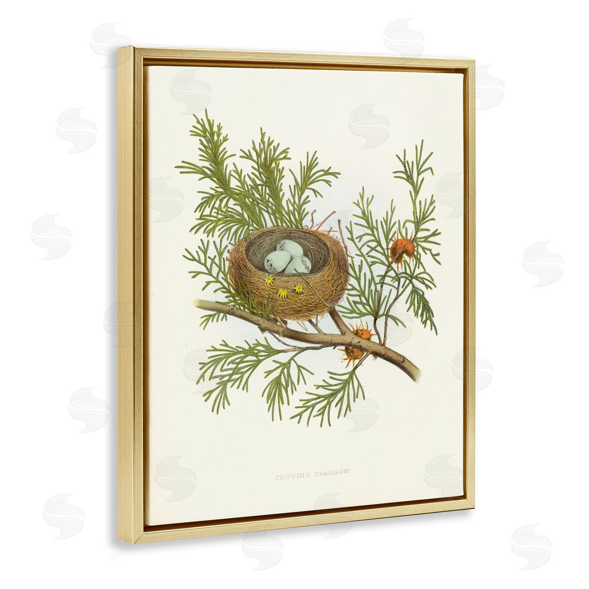Forest Bird Nest on Branch Gold Floating Frame Canvas Wall Art, Home Decor by Tina Higgins Designs, Inc.