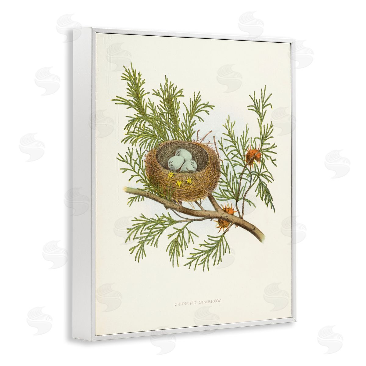 Forest Bird Nest on Branch White Frame Print Wall Art, Home Decor by Tina Higgins Designs, Inc.