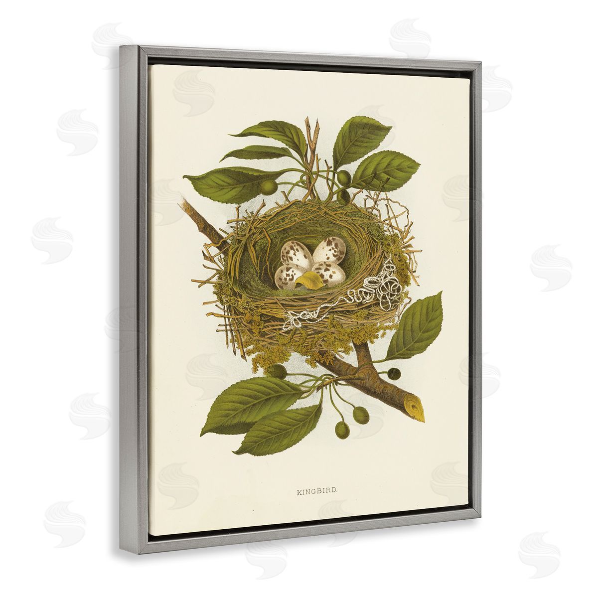 Birdnest with Spotted Eggs Grey Floating Frame Canvas Wall Art, Home Decor by Tina Higgins Designs, Inc.