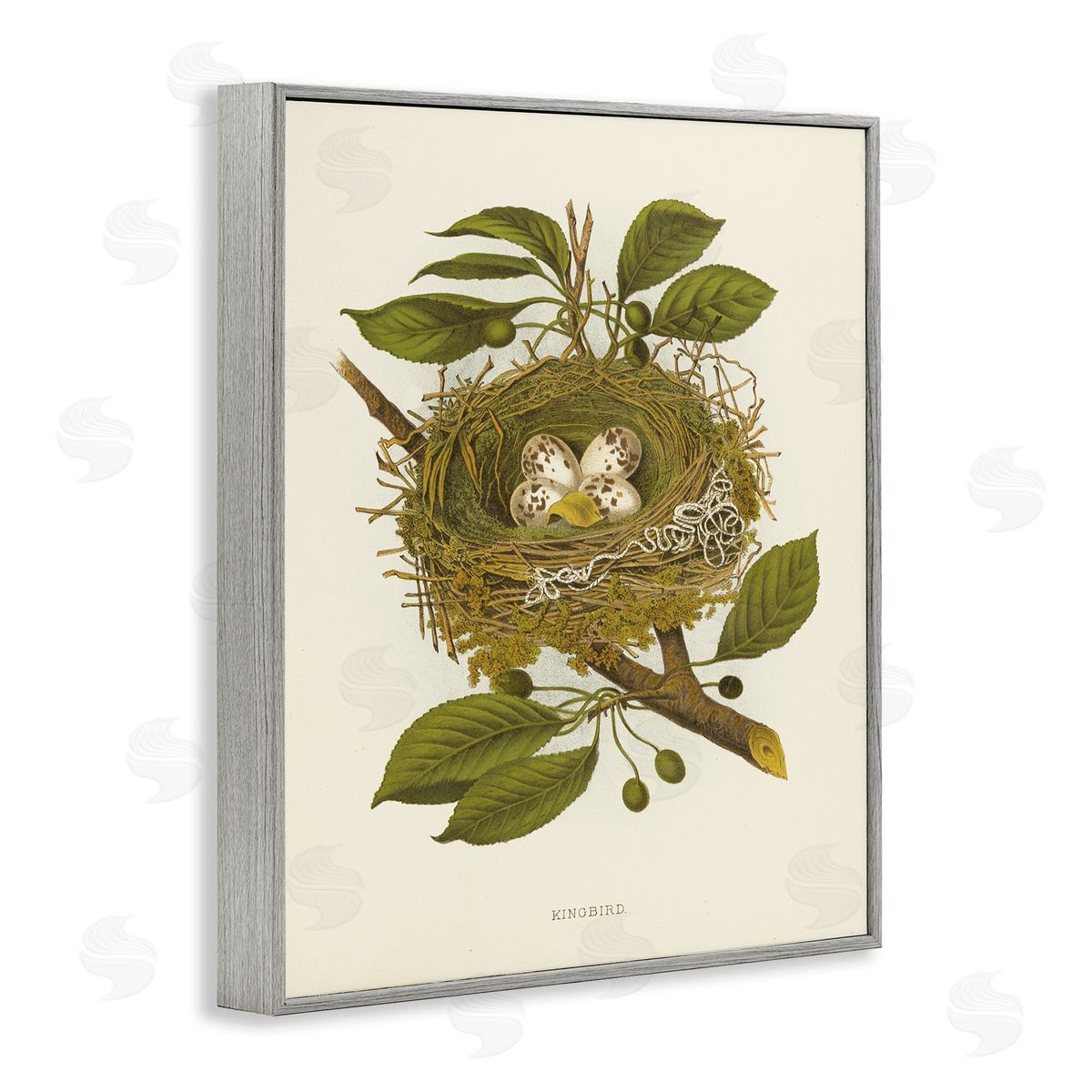Birdnest with Spotted Eggs Grey Frame Print Wall Art, Home Decor by Tina Higgins Designs, Inc.
