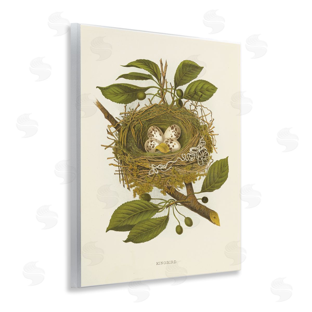 Birdnest with Spotted Eggs Wood Plaque Wall Art, Home Decor by Tina Higgins Designs, Inc.