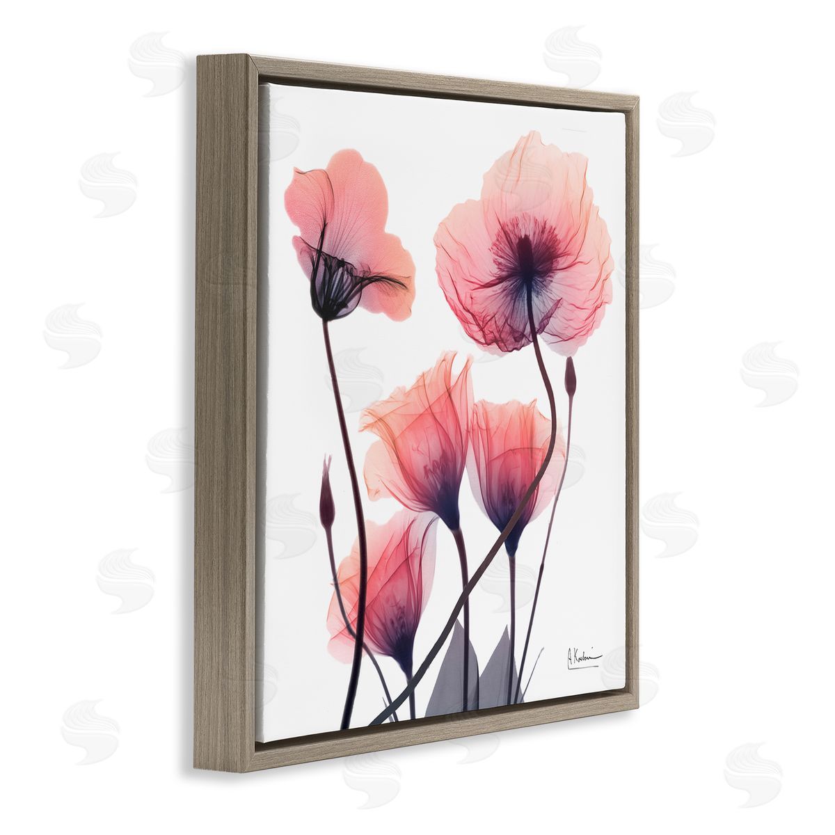 Elegant Modern Poppy Buds Brown Floating Frame Canvas Wall Art, Home Decor by Albert Koetsier