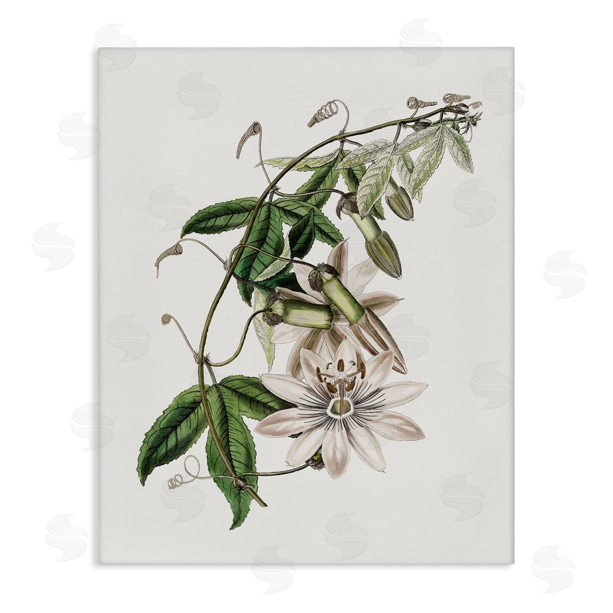 Vintage Lily Plant Canvas Wall Art, Home Decor by CAD Designs