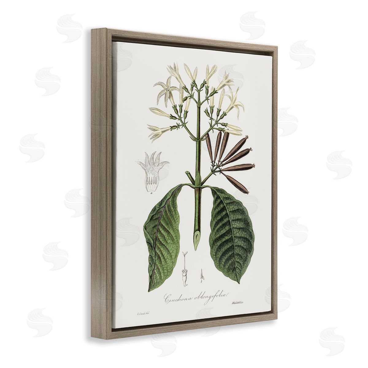 Vintage Flora Study Brown Floating Frame Canvas Wall Art, Home Decor by CAD Designs