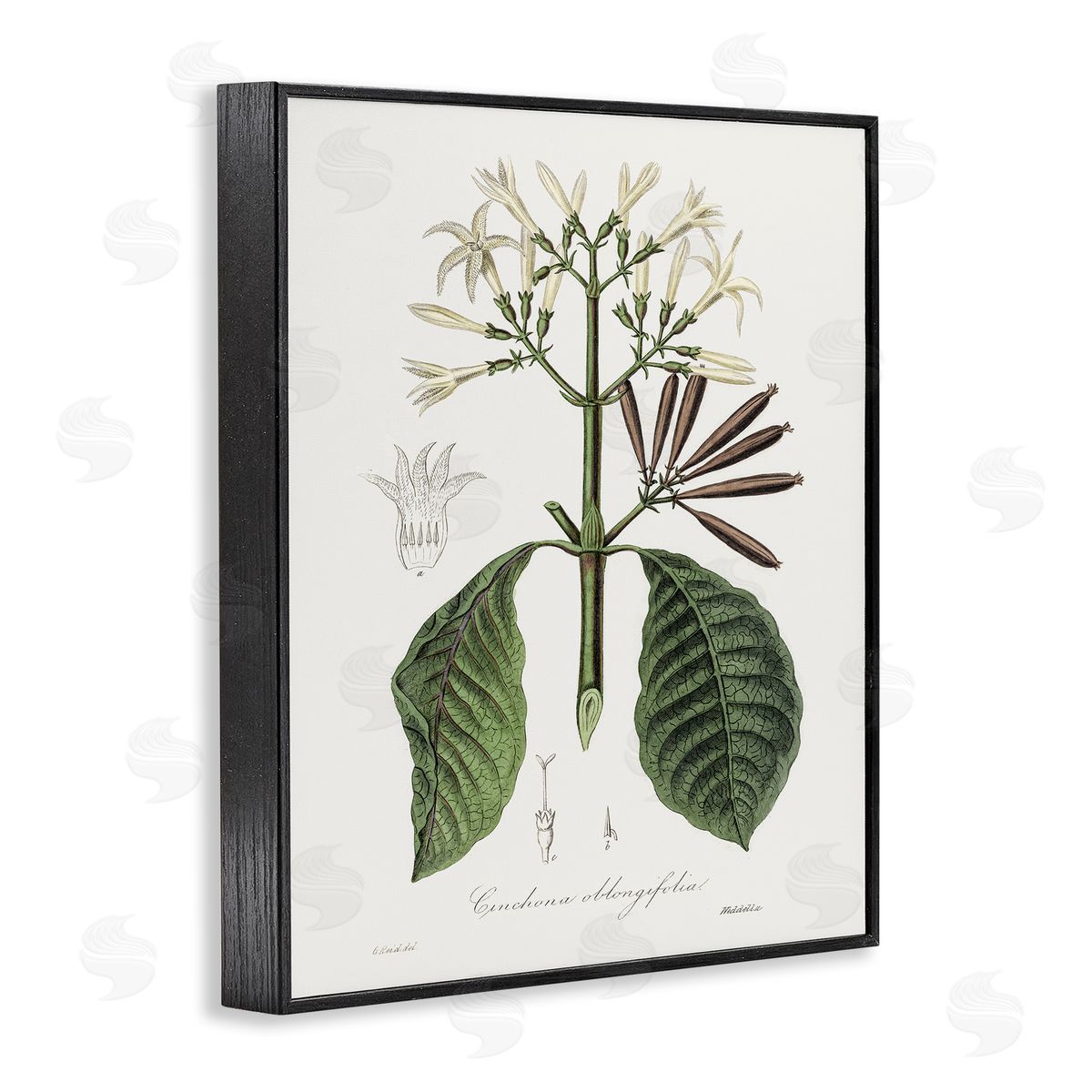 Vintage Flora Study Black Frame Print Wall Art, Home Decor by CAD Designs