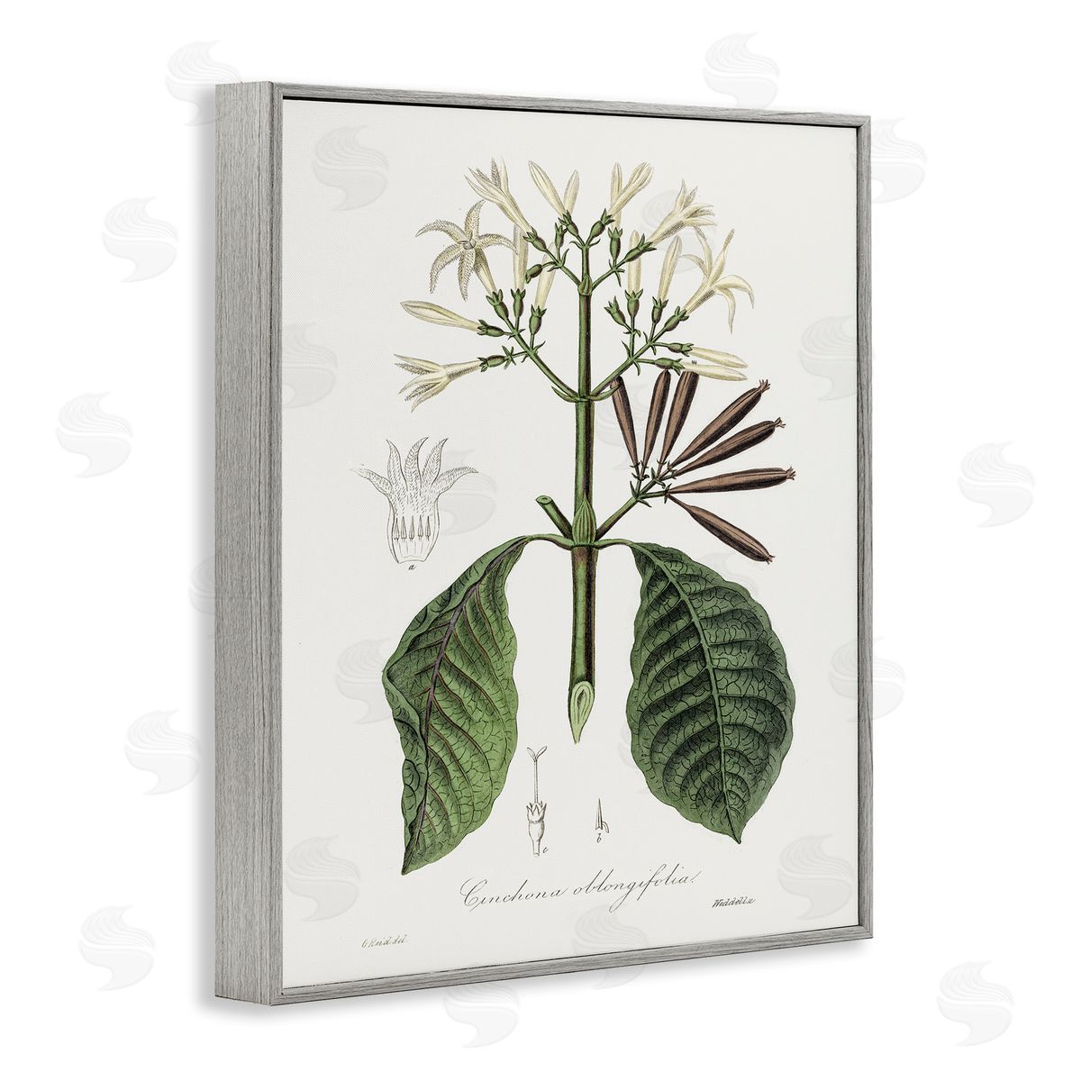 Vintage Flora Study Grey Frame Print Wall Art, Home Decor by CAD Designs