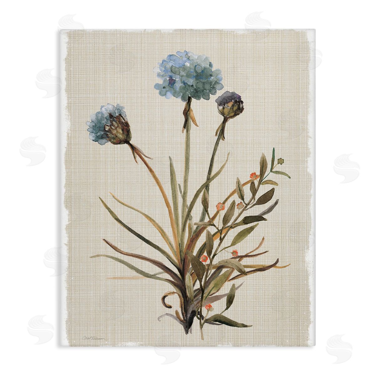 Natural Hydrangea Buds Canvas Wall Art, Home Decor by Carol Robinson