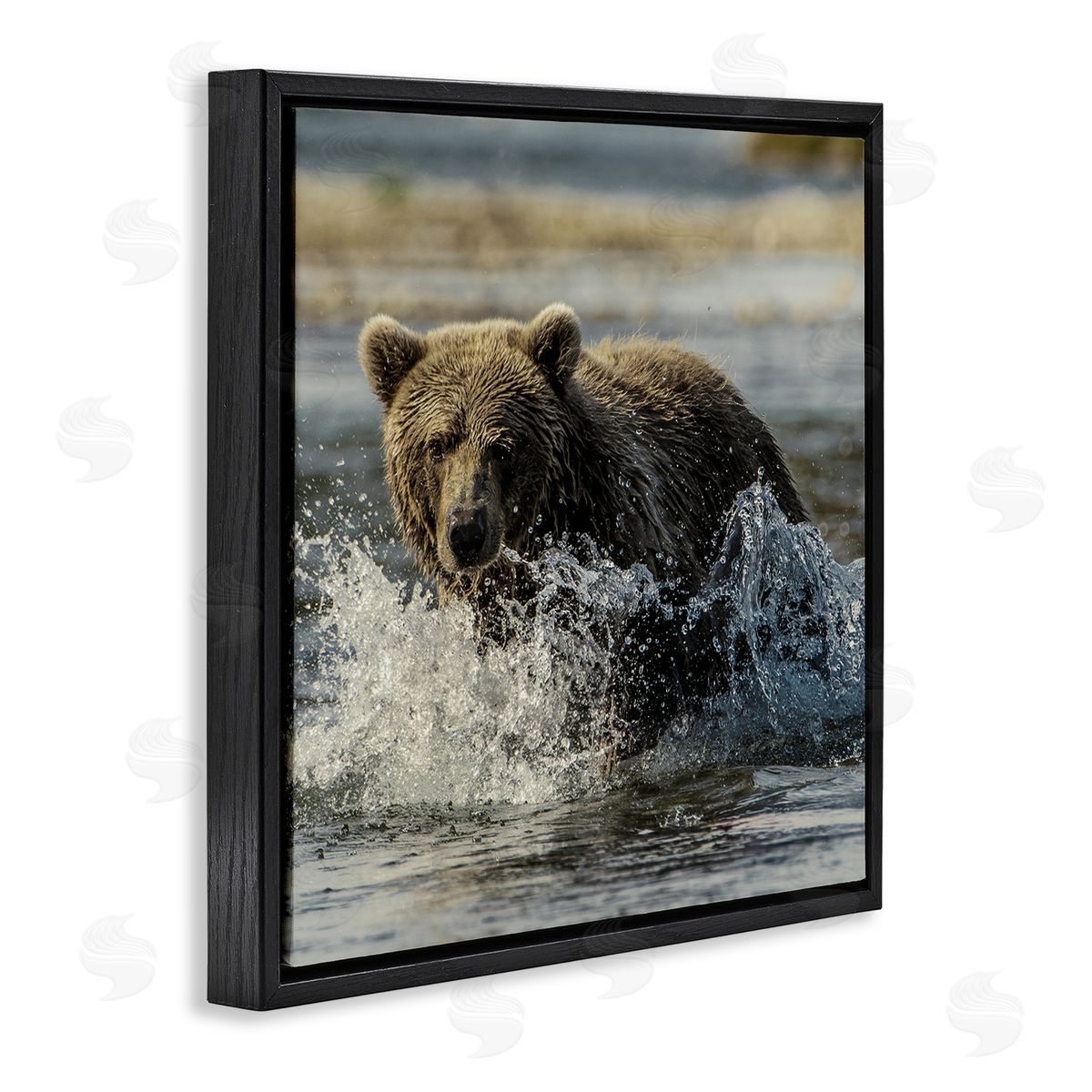 Bear Splashing in River Black Floating Frame Canvas Wall Art, Home Decor by Danita Delimont
