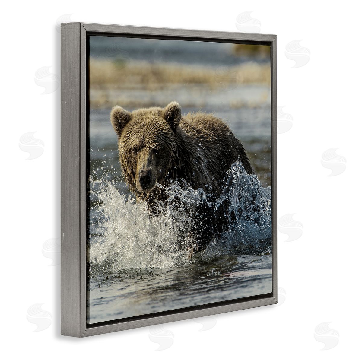 Bear Splashing in River Grey Floating Frame Canvas Wall Art, Home Decor by Danita Delimont