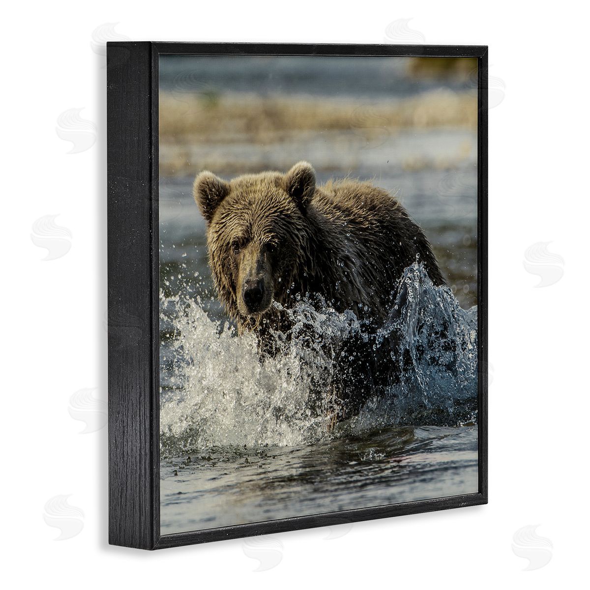 Bear Splashing in River Black Frame Print Wall Art, Home Decor by Danita Delimont