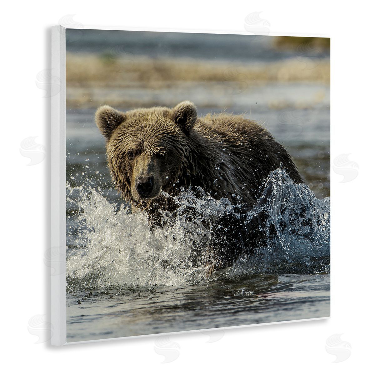 Bear Splashing in River Wood Plaque Wall Art, Home Decor by Danita Delimont