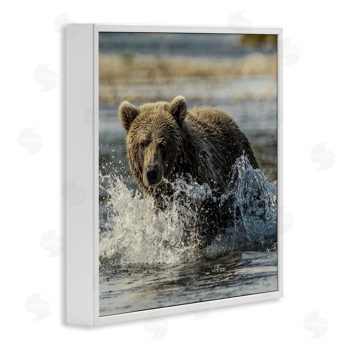 Bear Splashing in River White Frame Print Wall Art, Home Decor by Danita Delimont