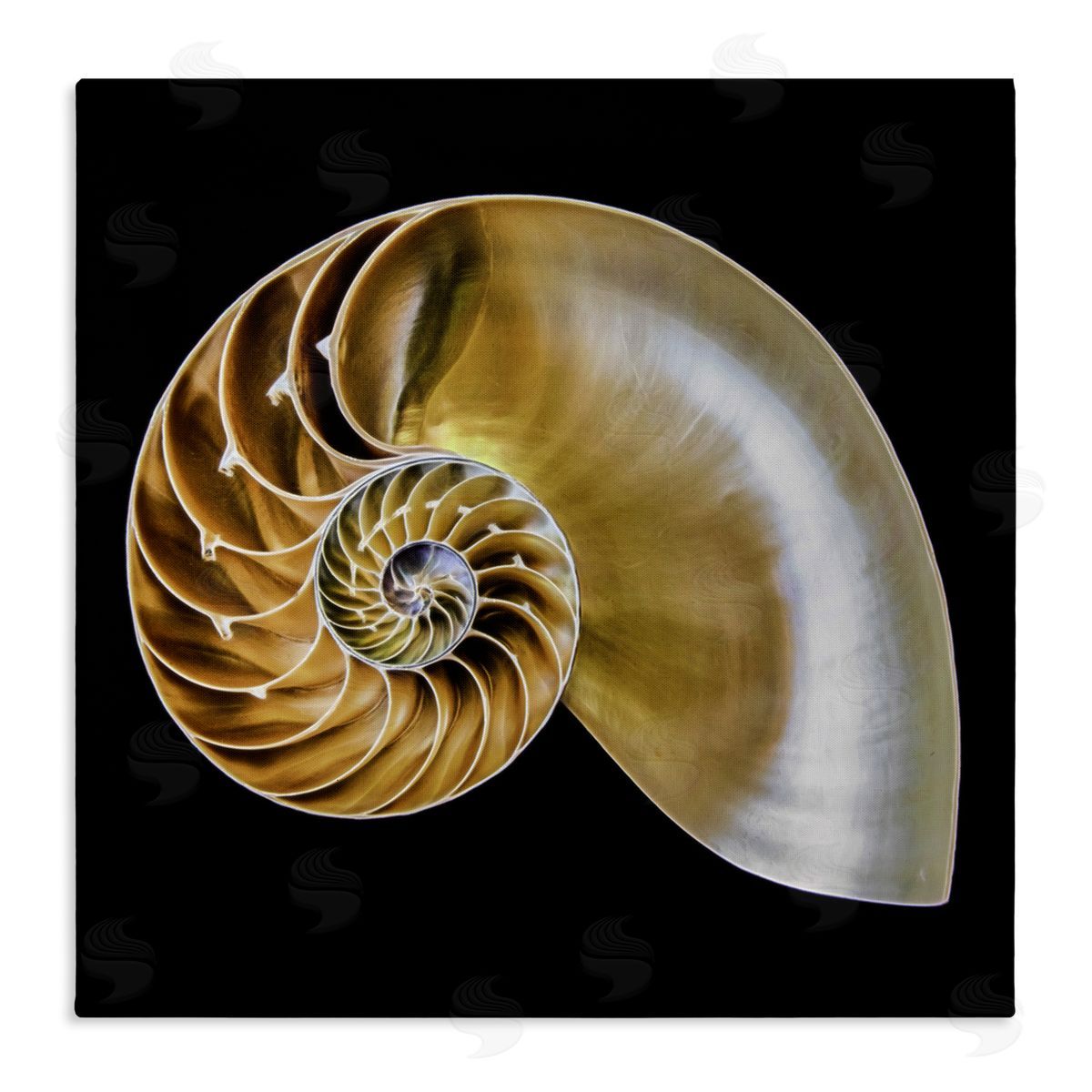 Tan Nautilus Shell on Black Canvas Wall Art, Home Decor by Mary Lou Johnson