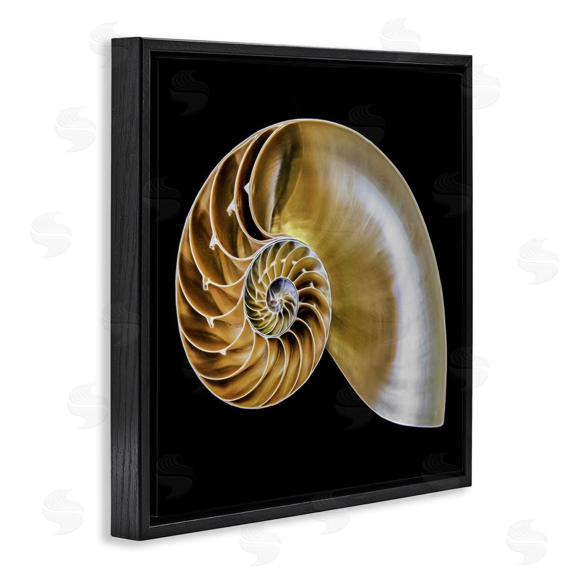 Tan Nautilus Shell on Black Black Floating Frame Canvas Wall Art, Home Decor by Mary Lou Johnson