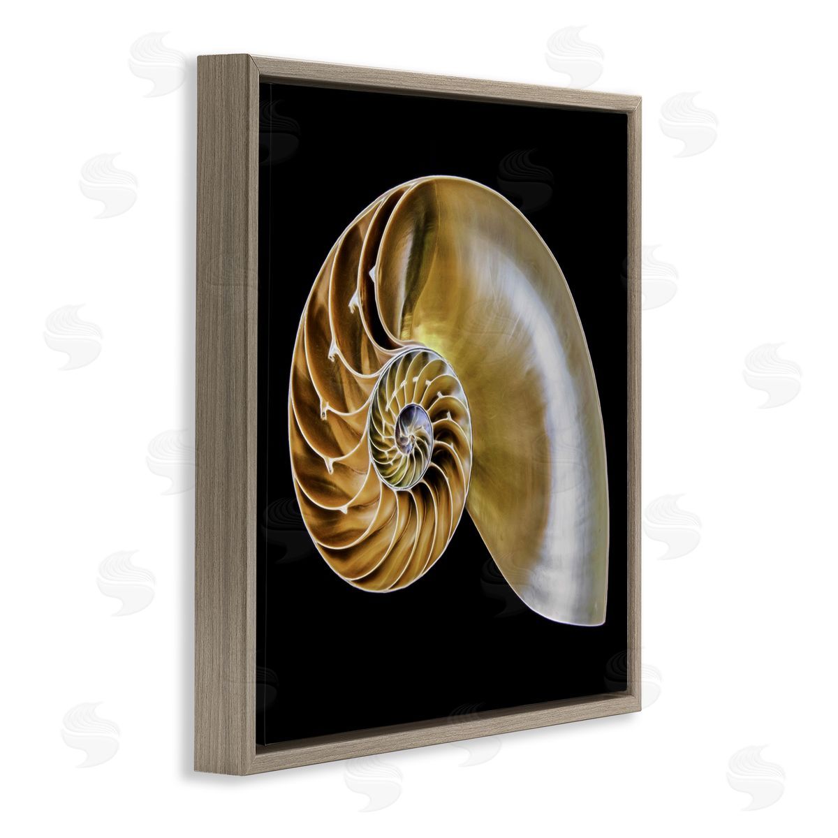 Tan Nautilus Shell on Black Brown Floating Frame Canvas Wall Art, Home Decor by Mary Lou Johnson