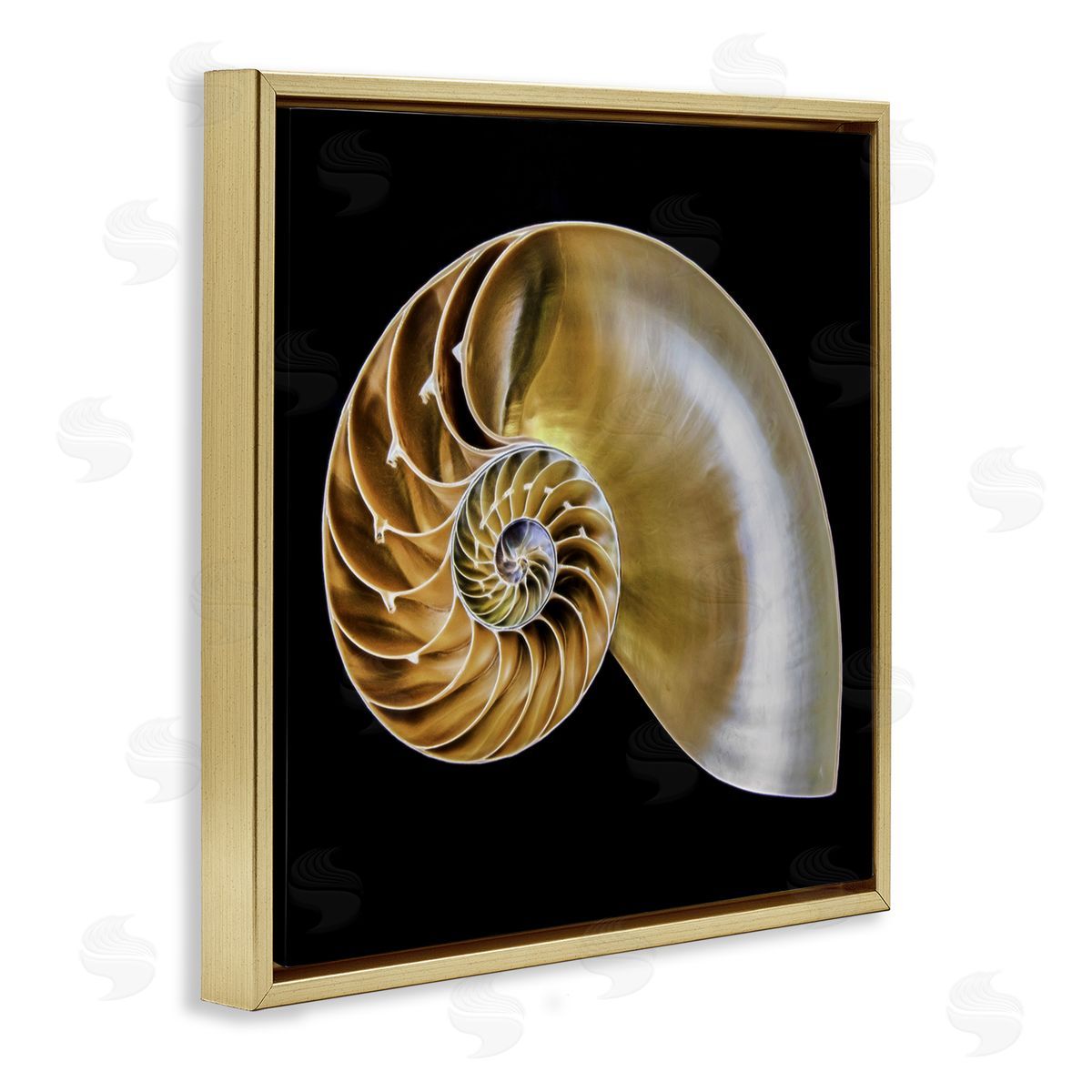 Tan Nautilus Shell on Black Gold Floating Frame Canvas Wall Art, Home Decor by Mary Lou Johnson