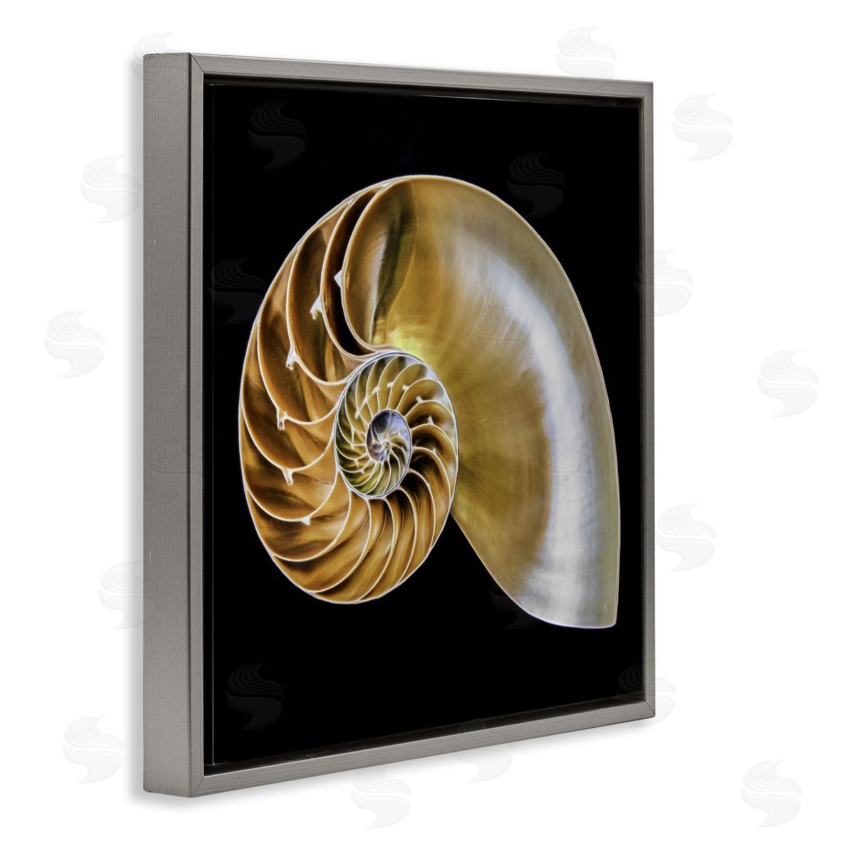 Tan Nautilus Shell on Black Grey Floating Frame Canvas Wall Art, Home Decor by Mary Lou Johnson