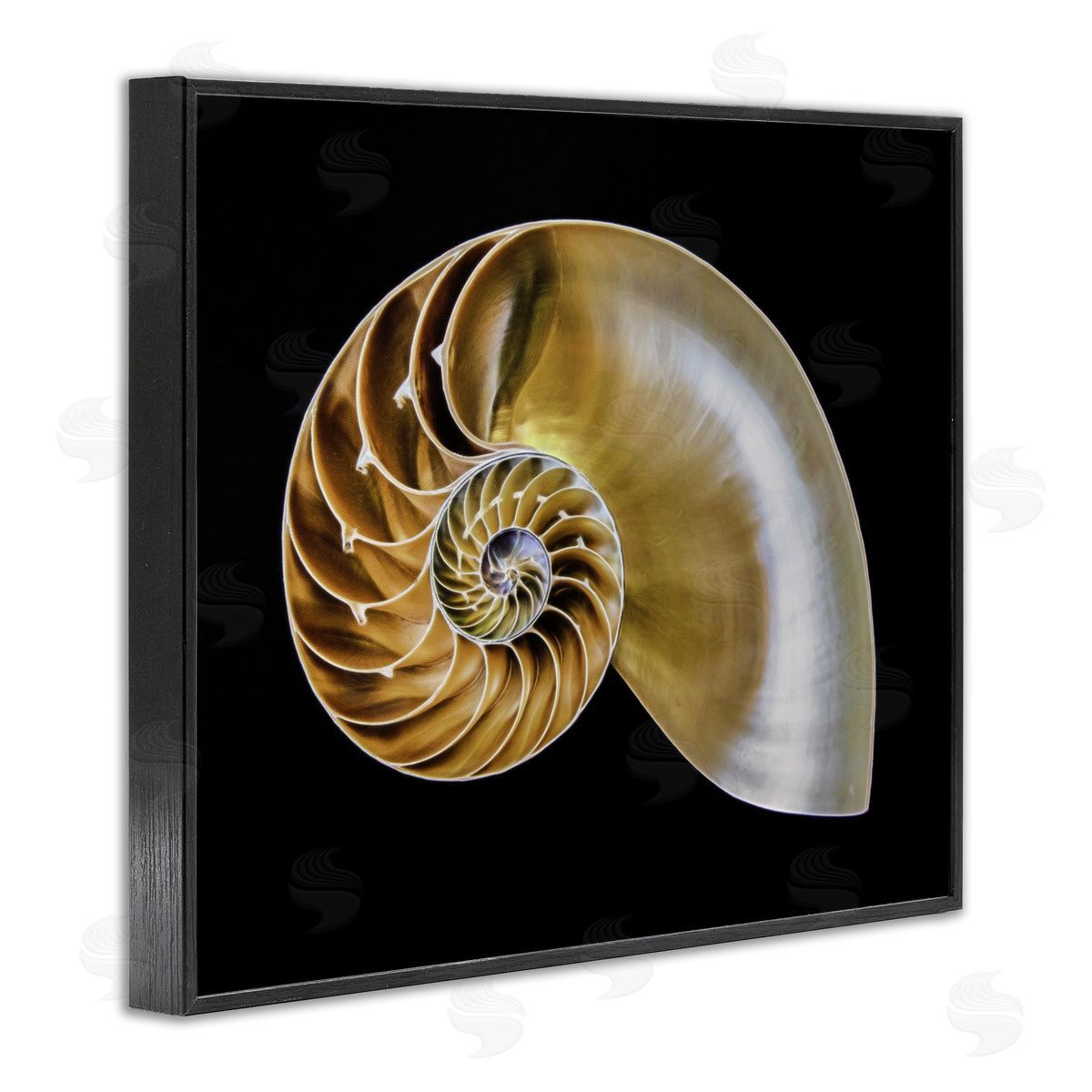 Tan Nautilus Shell on Black Black Frame Print Wall Art, Home Decor by Mary Lou Johnson