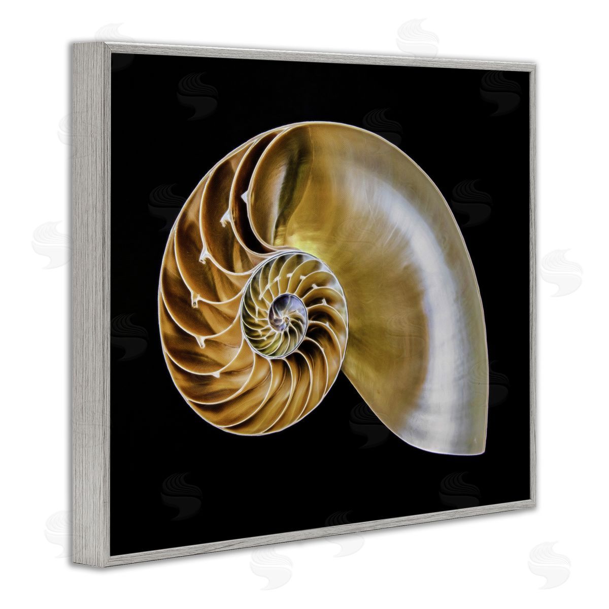 Tan Nautilus Shell on Black Grey Frame Print Wall Art, Home Decor by Mary Lou Johnson