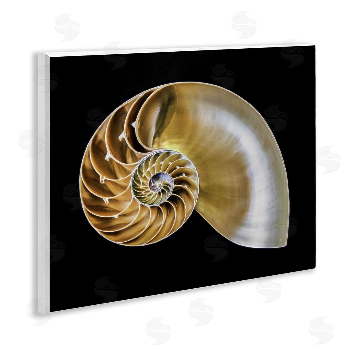 Tan Nautilus Shell on Black Wood Plaque Wall Art, Home Decor by Mary Lou Johnson