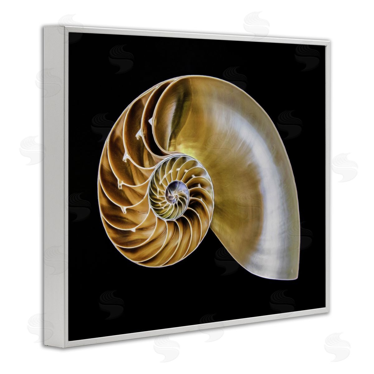 Tan Nautilus Shell on Black White Frame Print Wall Art, Home Decor by Mary Lou Johnson