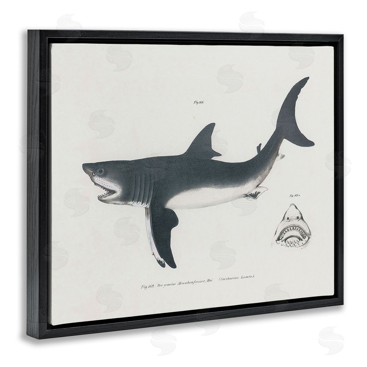 Detailed Shark Diagram Black Floating Frame Canvas Wall Art, Home Decor by Phillipa Katz