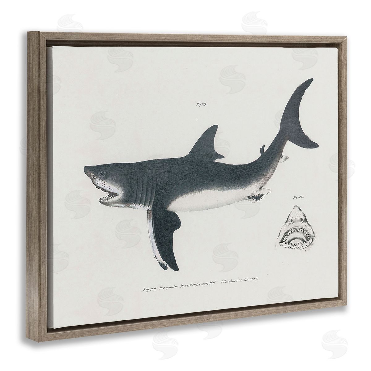 Detailed Shark Diagram Brown Floating Frame Canvas Wall Art, Home Decor by Phillipa Katz