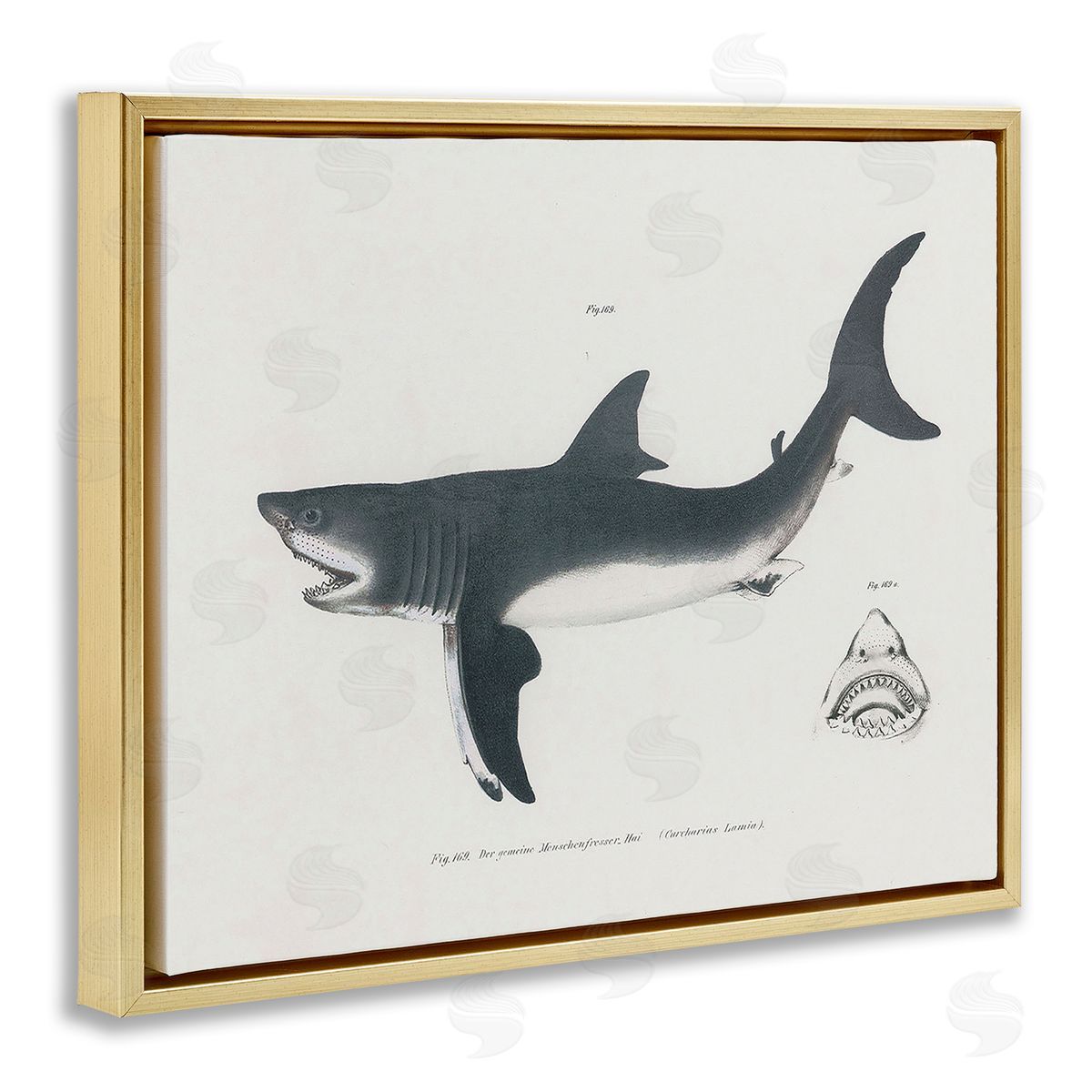 Detailed Shark Diagram Gold Floating Frame Canvas Wall Art, Home Decor by Phillipa Katz