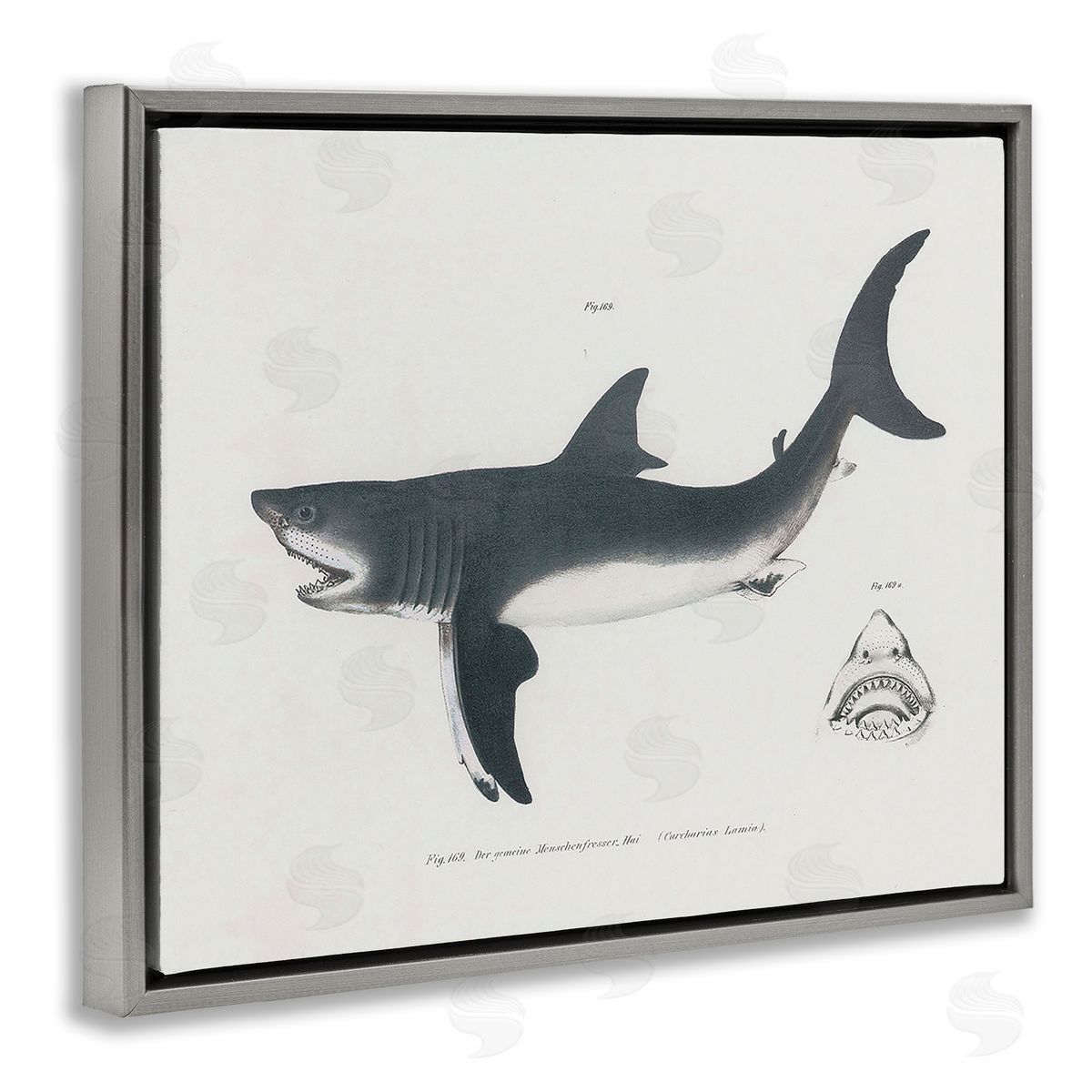 Detailed Shark Diagram Grey Floating Frame Canvas Wall Art, Home Decor by Phillipa Katz