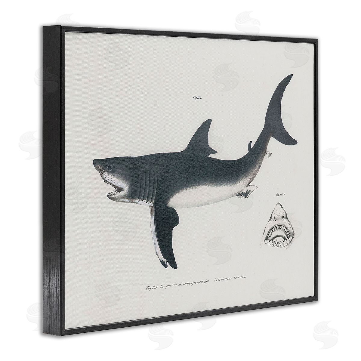 Detailed Shark Diagram Black Frame Print Wall Art, Home Decor by Phillipa Katz