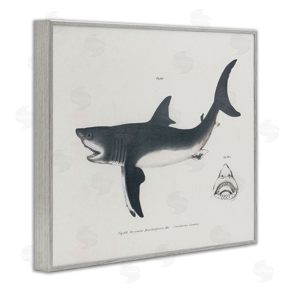 Detailed Shark Diagram Grey Frame Print Wall Art, Home Decor by Phillipa Katz