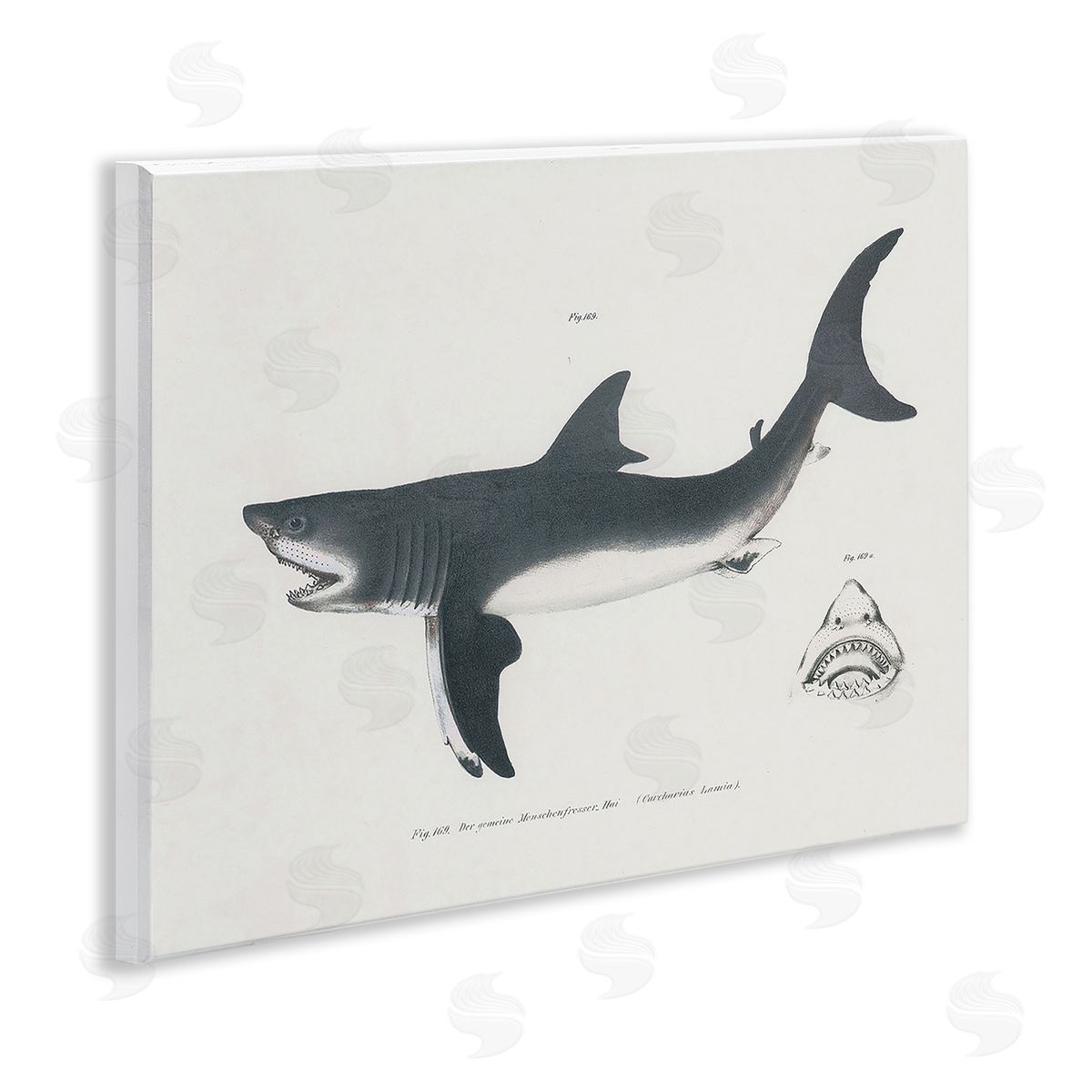 Detailed Shark Diagram Wood Plaque Wall Art, Home Decor by Phillipa Katz