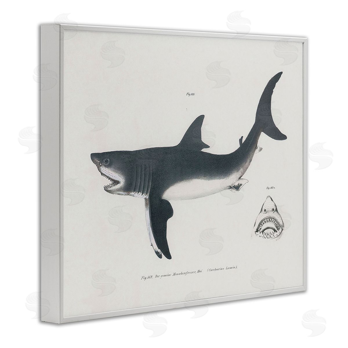 Detailed Shark Diagram White Frame Print Wall Art, Home Decor by Phillipa Katz