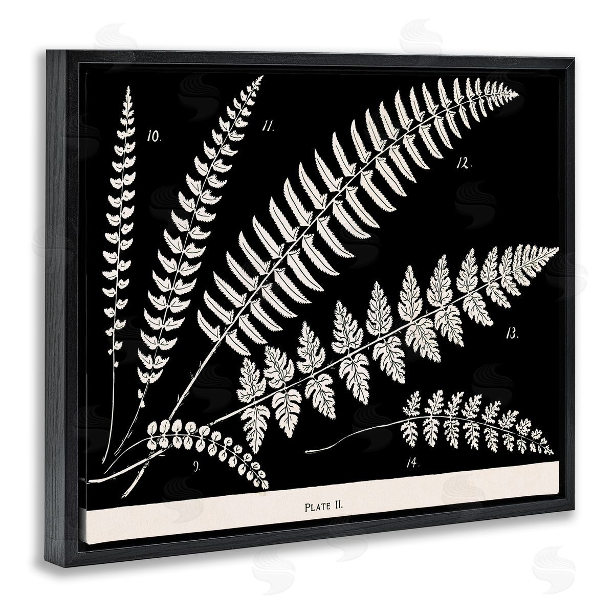 Fern Studies on Black Black Floating Frame Canvas Wall Art, Home Decor by Phillipa Katz