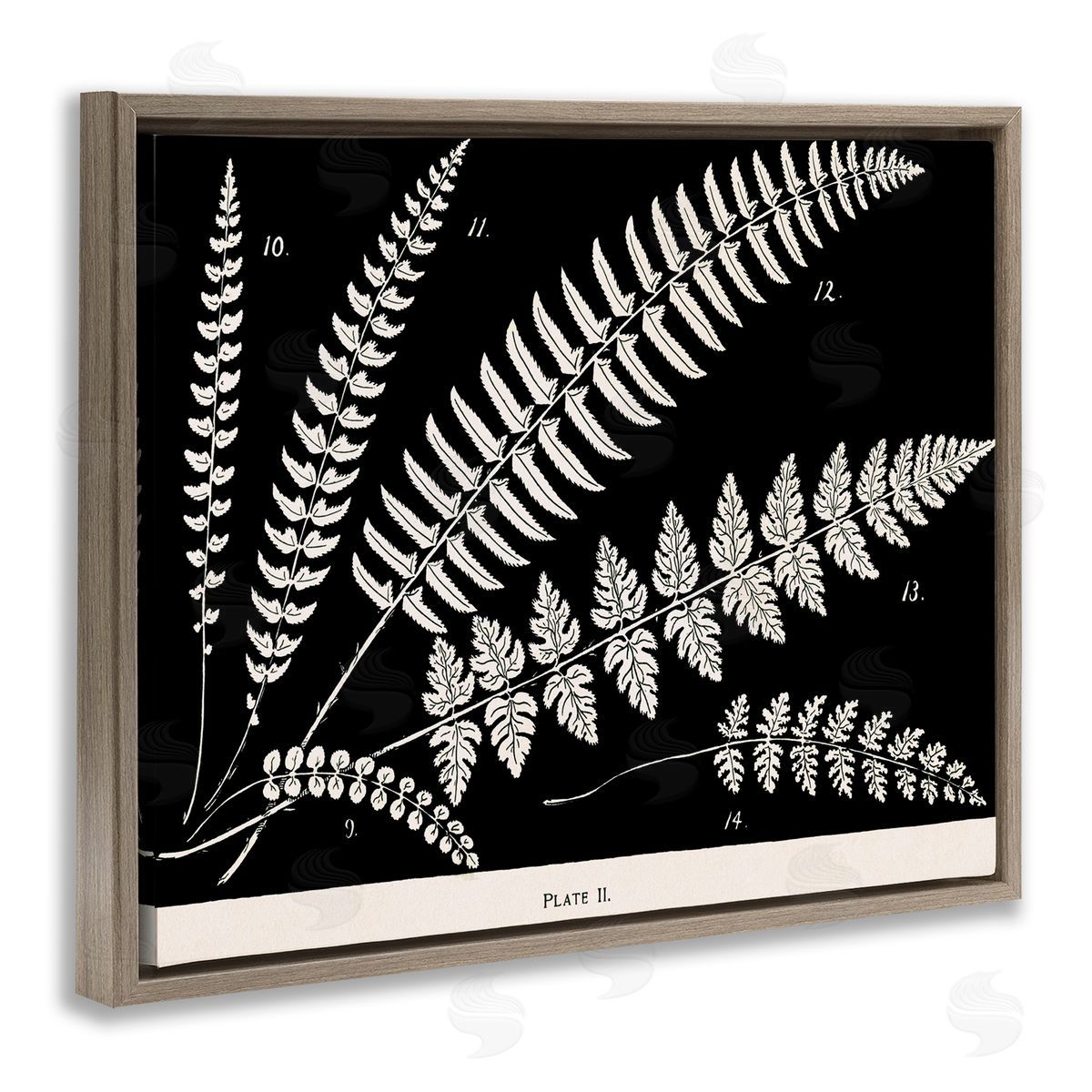 Fern Studies on Black Brown Floating Frame Canvas Wall Art, Home Decor by Phillipa Katz