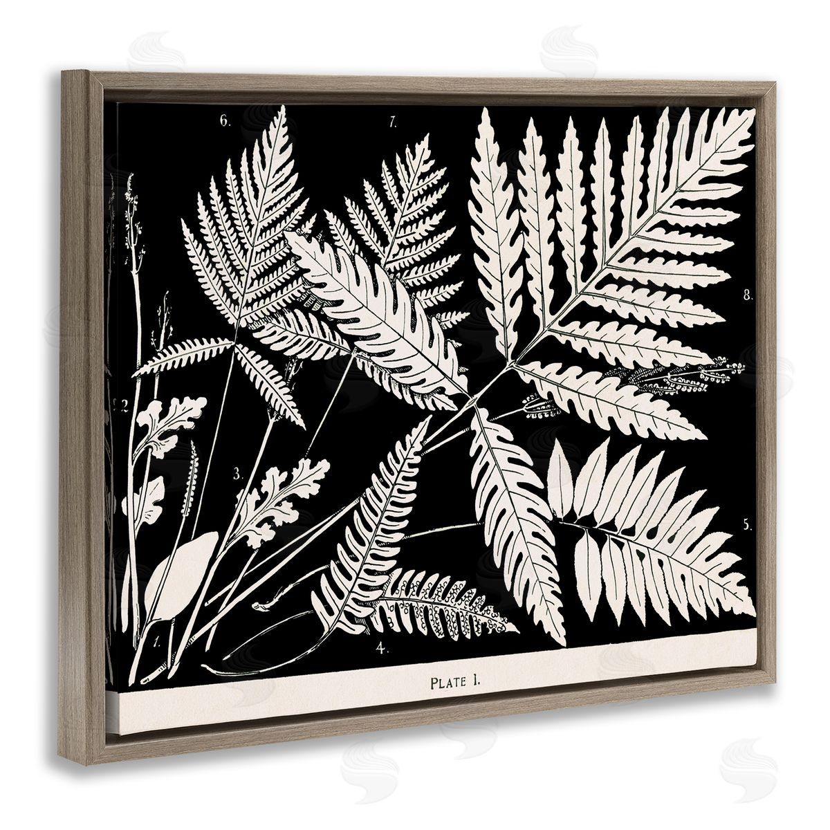 Overlapping Ferns on Black Brown Floating Frame Canvas Wall Art, Home Decor by Phillipa Katz