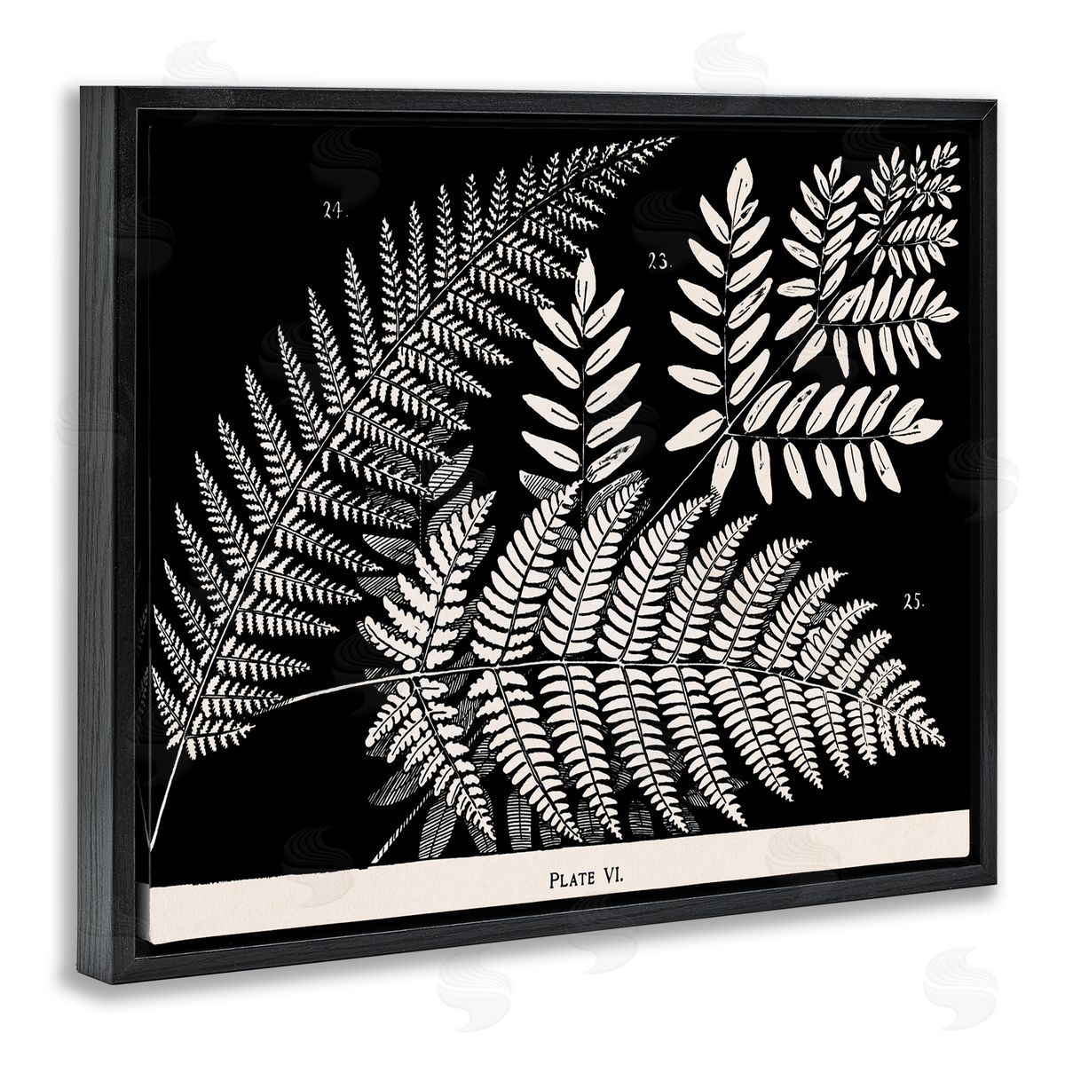 Fern Varieties on Black Black Floating Frame Canvas Wall Art, Home Decor by Phillipa Katz