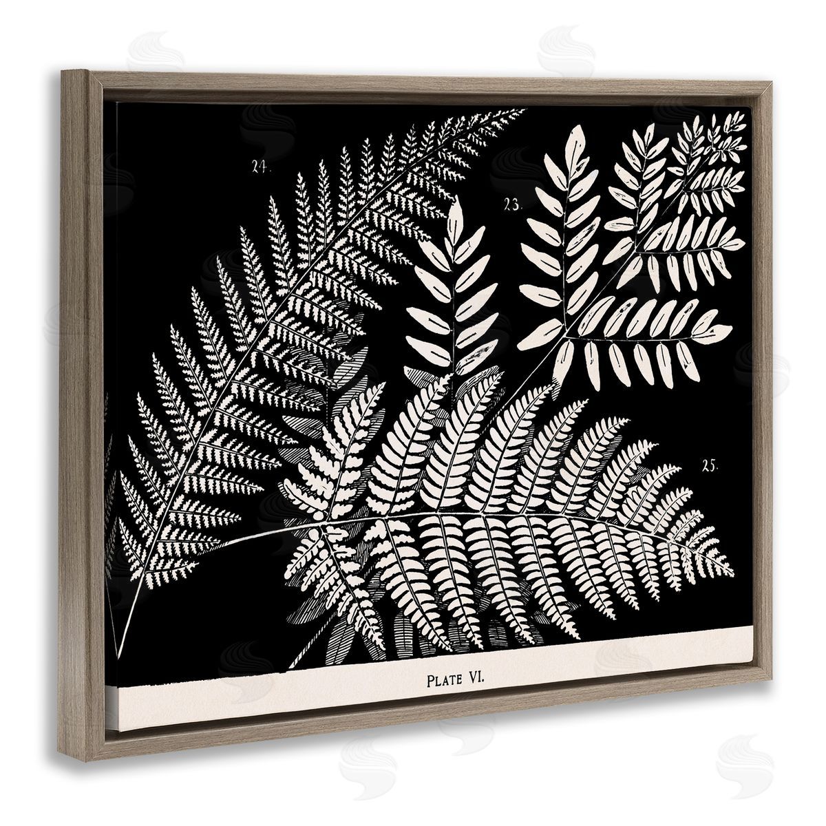 Fern Varieties on Black Brown Floating Frame Canvas Wall Art, Home Decor by Phillipa Katz