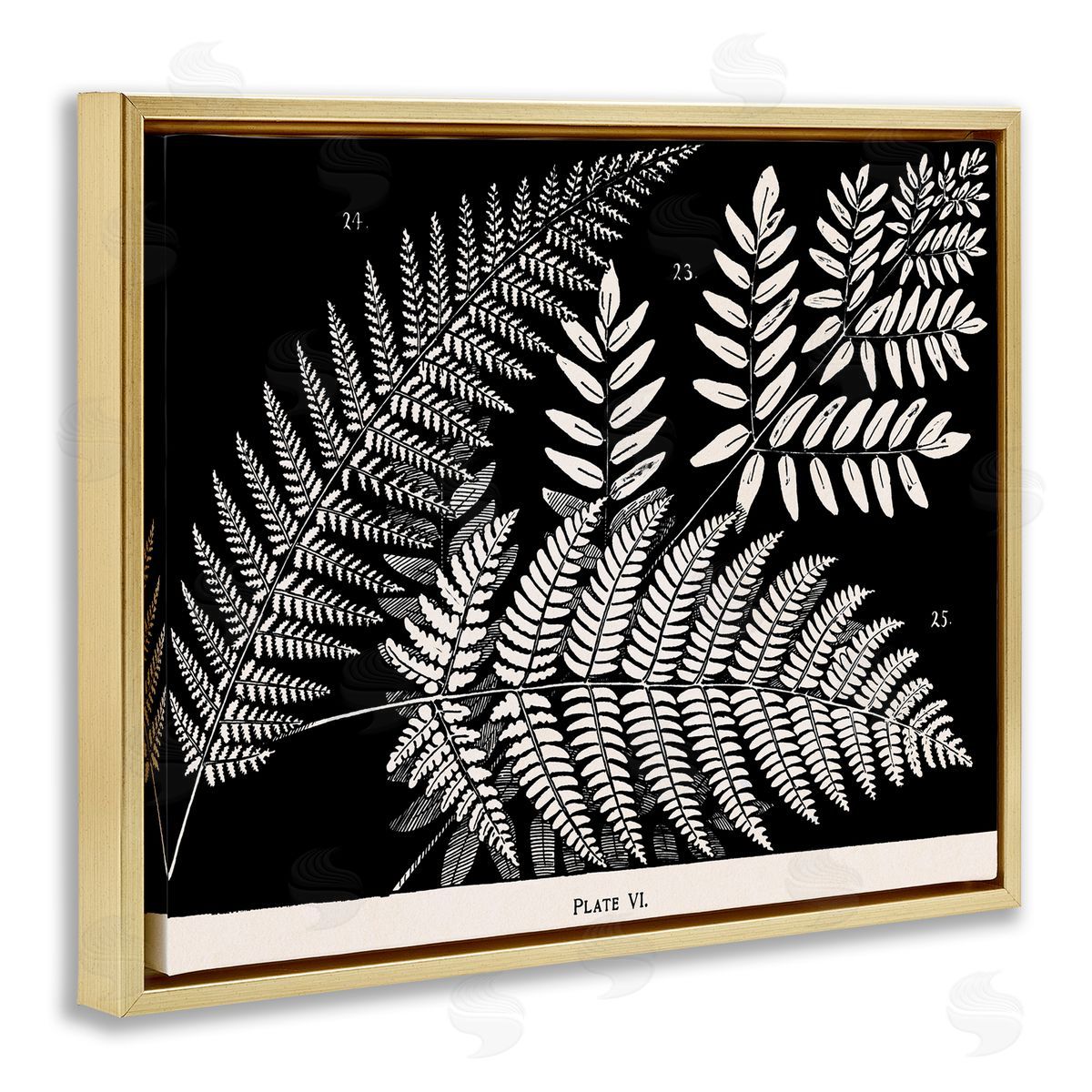 Fern Varieties on Black Gold Floating Frame Canvas Wall Art, Home Decor by Phillipa Katz