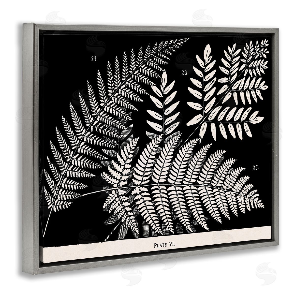 Fern Varieties on Black Grey Floating Frame Canvas Wall Art, Home Decor by Phillipa Katz