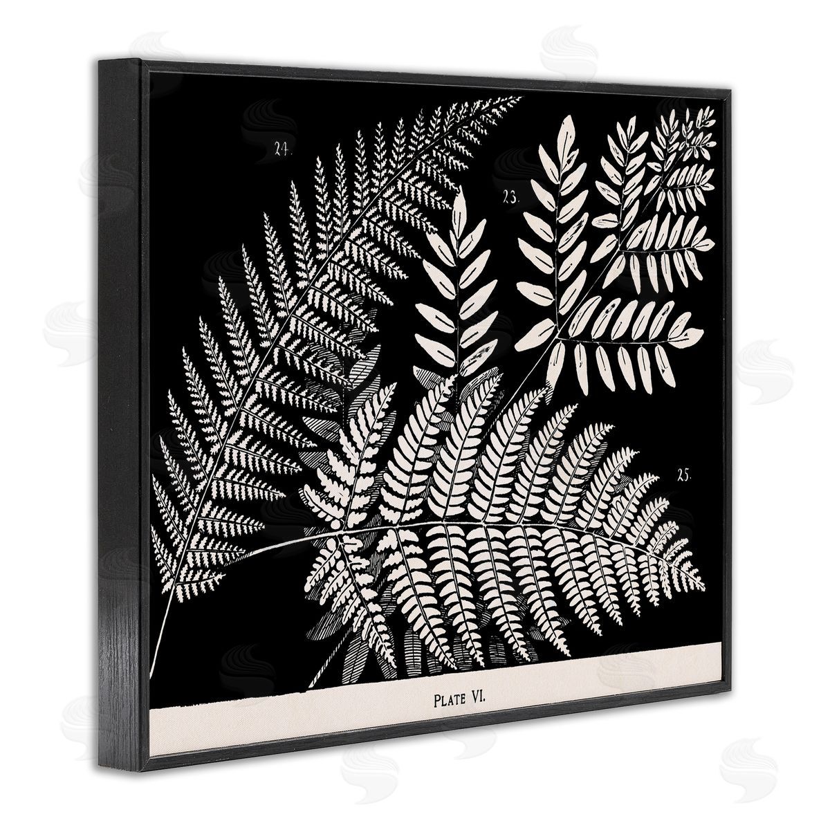 Fern Varieties on Black Black Frame Print Wall Art, Home Decor by Phillipa Katz