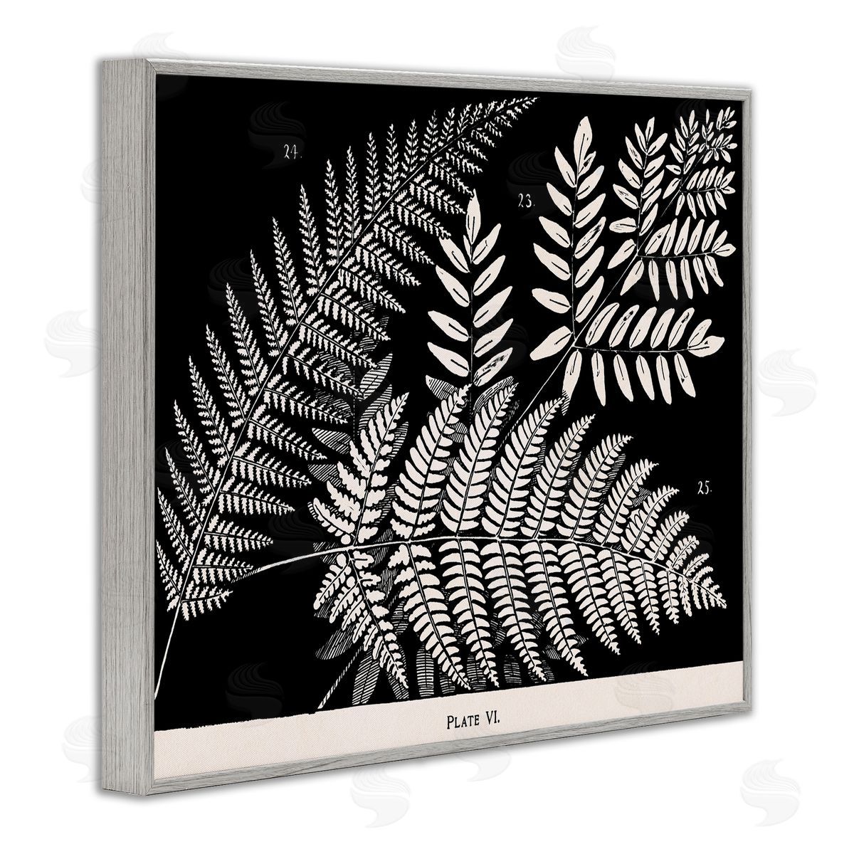 Fern Varieties on Black Grey Frame Print Wall Art, Home Decor by Phillipa Katz