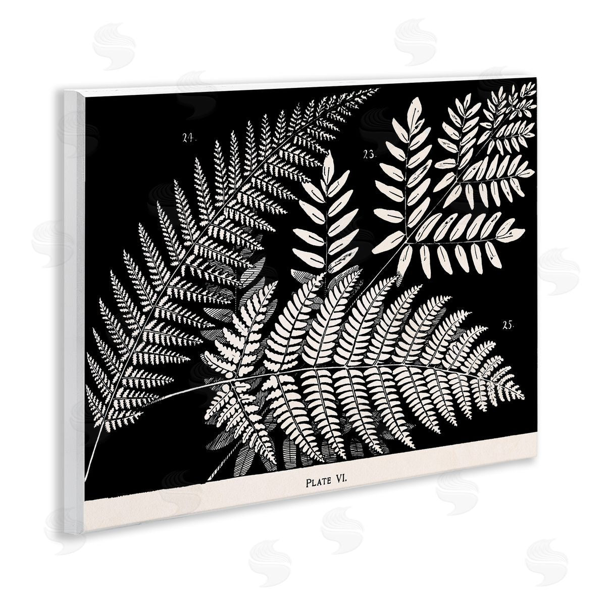 Fern Varieties on Black Wood Plaque Wall Art, Home Decor by Phillipa Katz