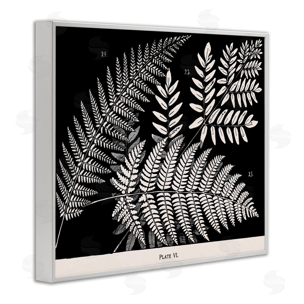 Fern Varieties on Black White Frame Print Wall Art, Home Decor by Phillipa Katz