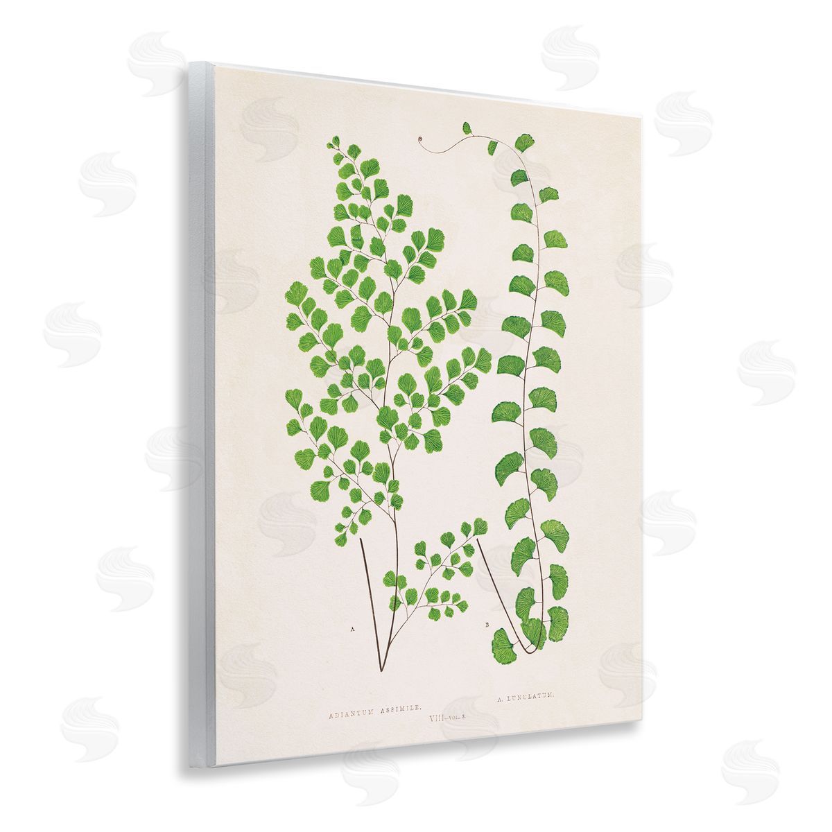 Vivid Green Ferns Study Wood Plaque Wall Art, Home Decor by Phillipa Katz