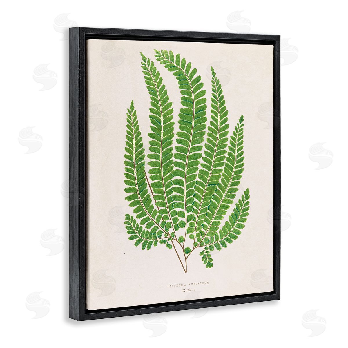 Cottage Ferns Study Black Floating Frame Canvas Wall Art, Home Decor by Phillipa Katz