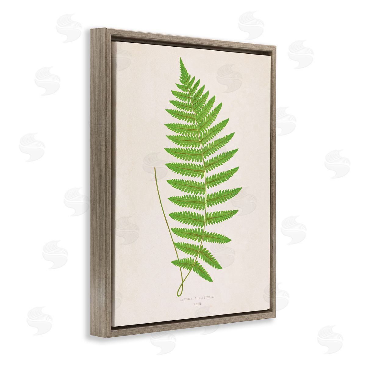 Single Fern Branch Brown Floating Frame Canvas Wall Art, Home Decor by Phillipa Katz