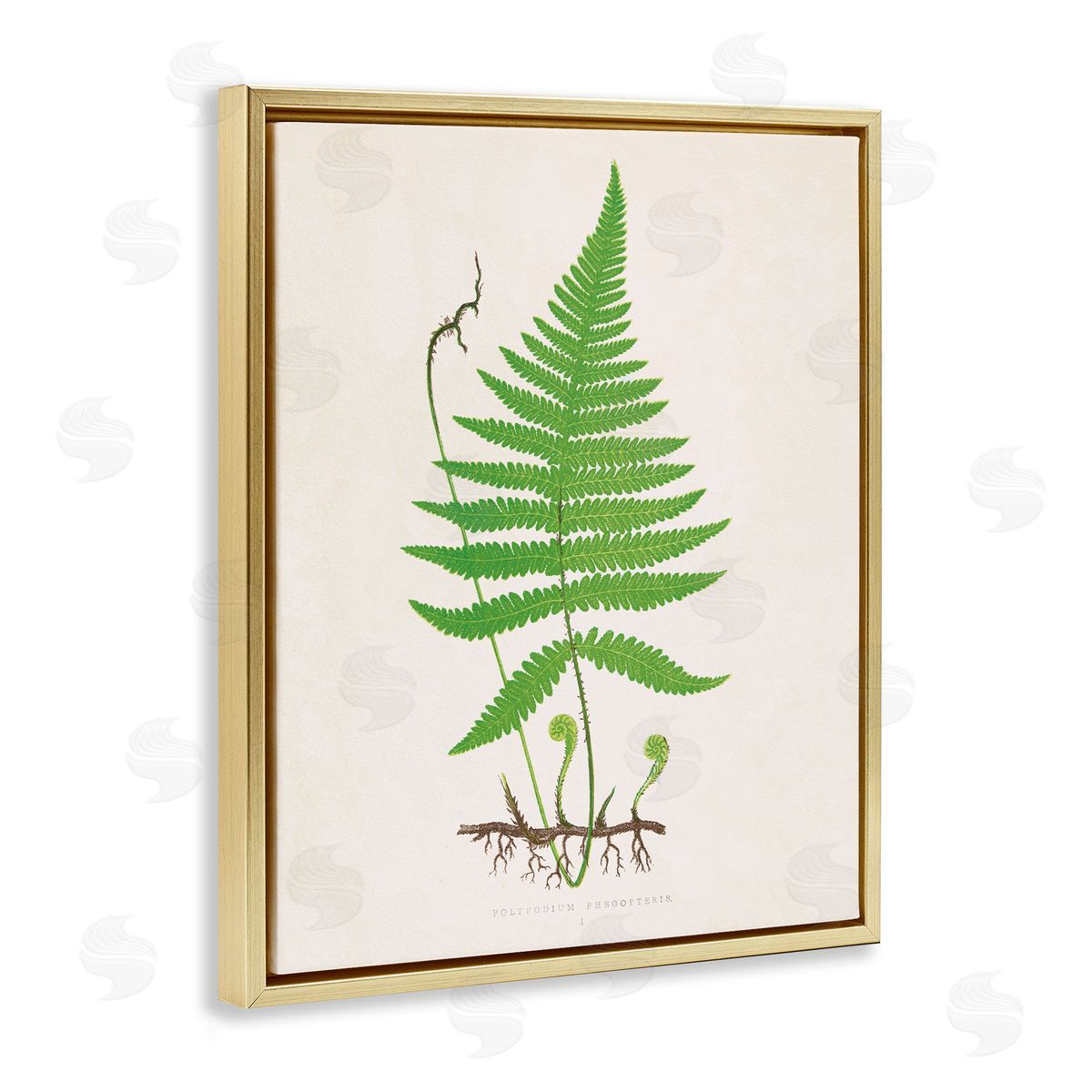 Curled Budding Fern Sprigs Gold Floating Frame Canvas Wall Art, Home Decor by Phillipa Katz