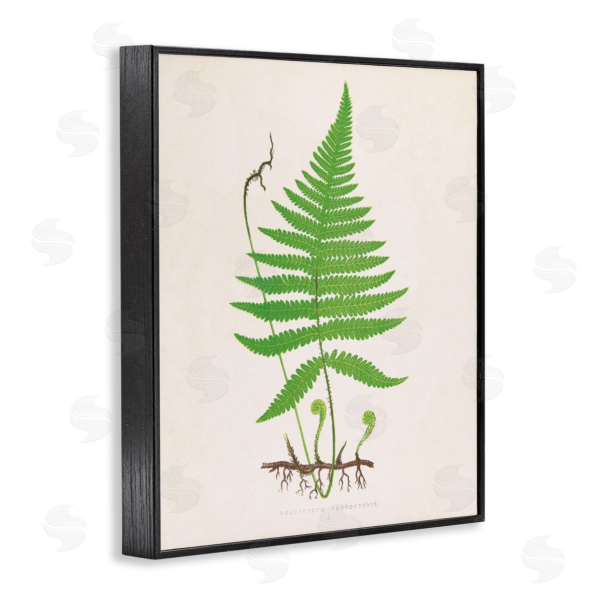 Curled Budding Fern Sprigs Black Frame Print Wall Art, Home Decor by Phillipa Katz